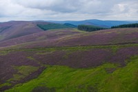 Forest landscape of the Scottish Borders